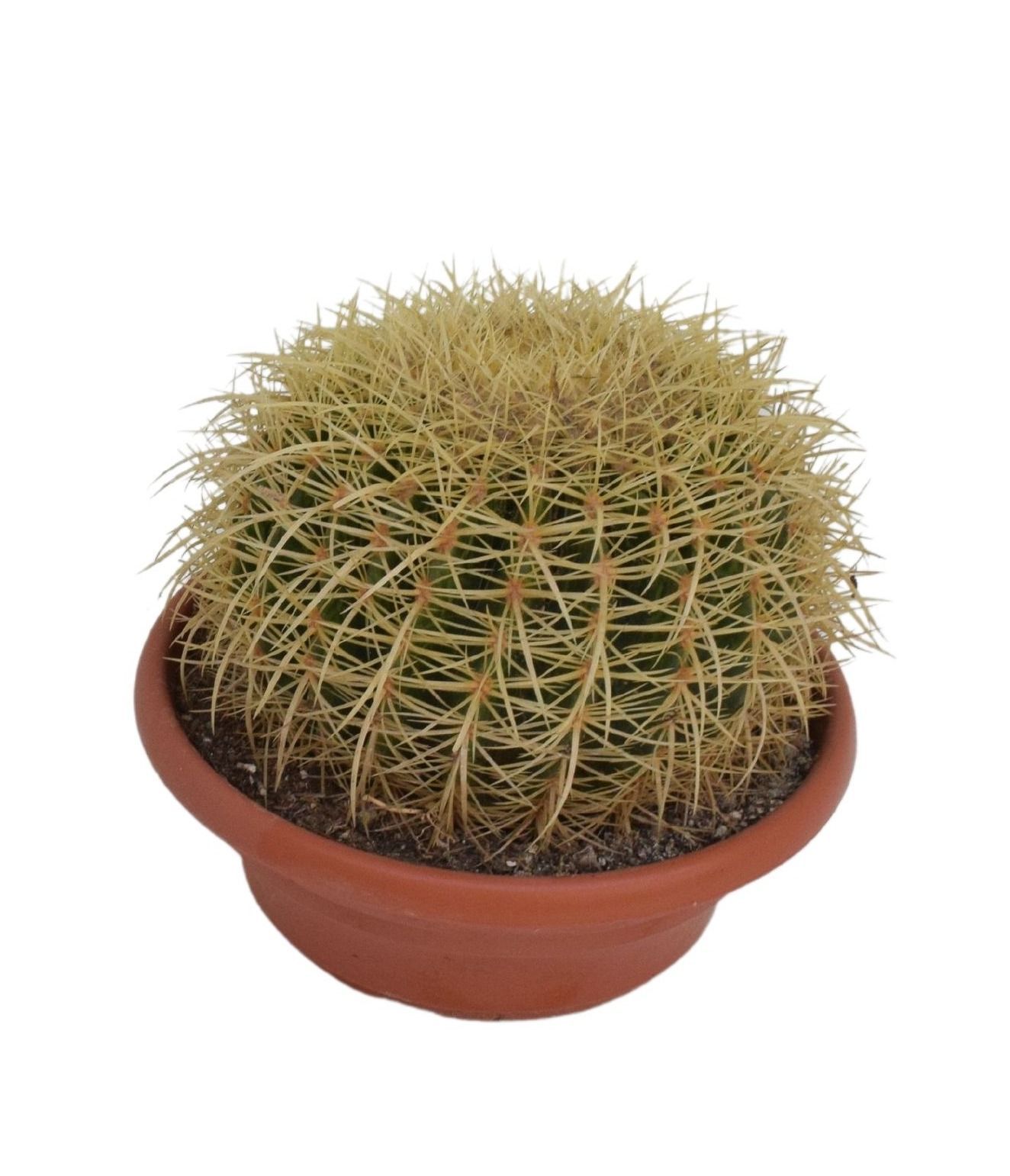 Echinocactus grusonii P25 1BOL, D 25