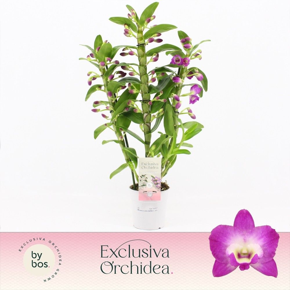 Dendrobium Nobilé, Wonderfull 3-spike 'Exclusiva Orchidea', D 12