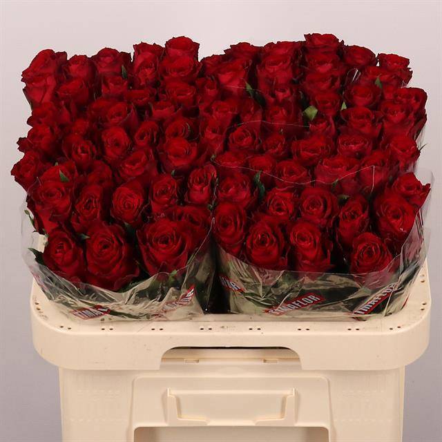 Роза од. Мадам Рэд 60, шт.