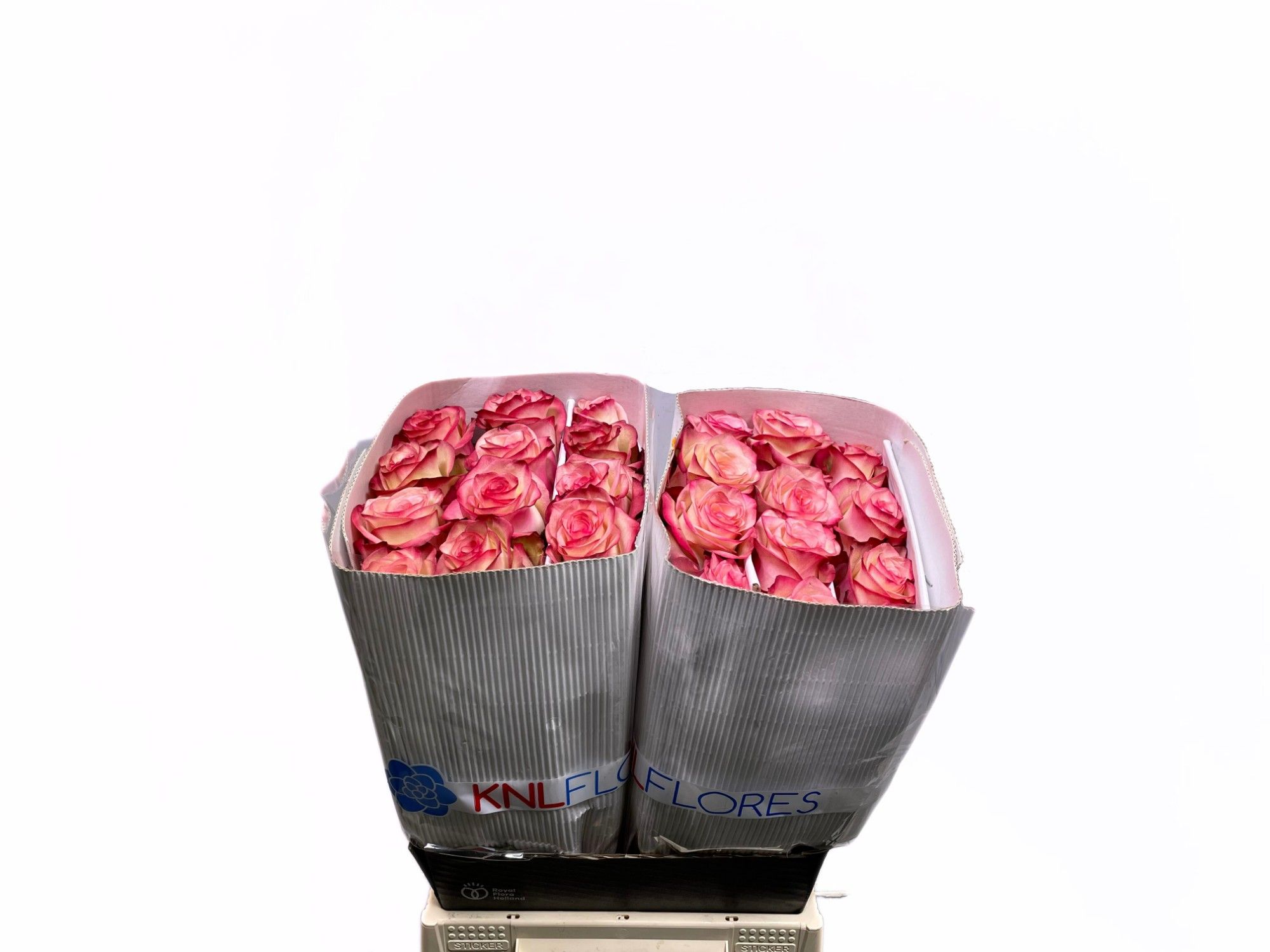 Роза од. Палома 40, шт.