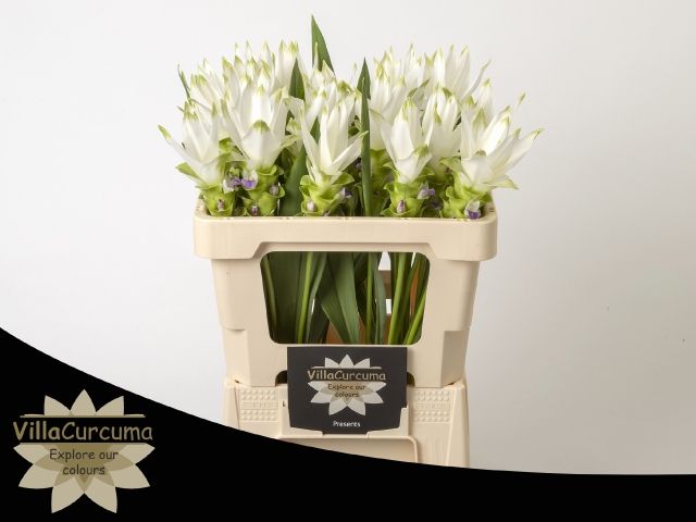 Куркума Сиам Шайн 50, шт.