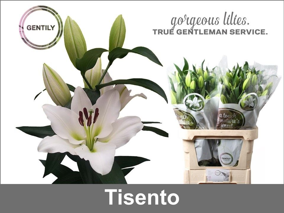 Лилия Тисенто 80, шт.