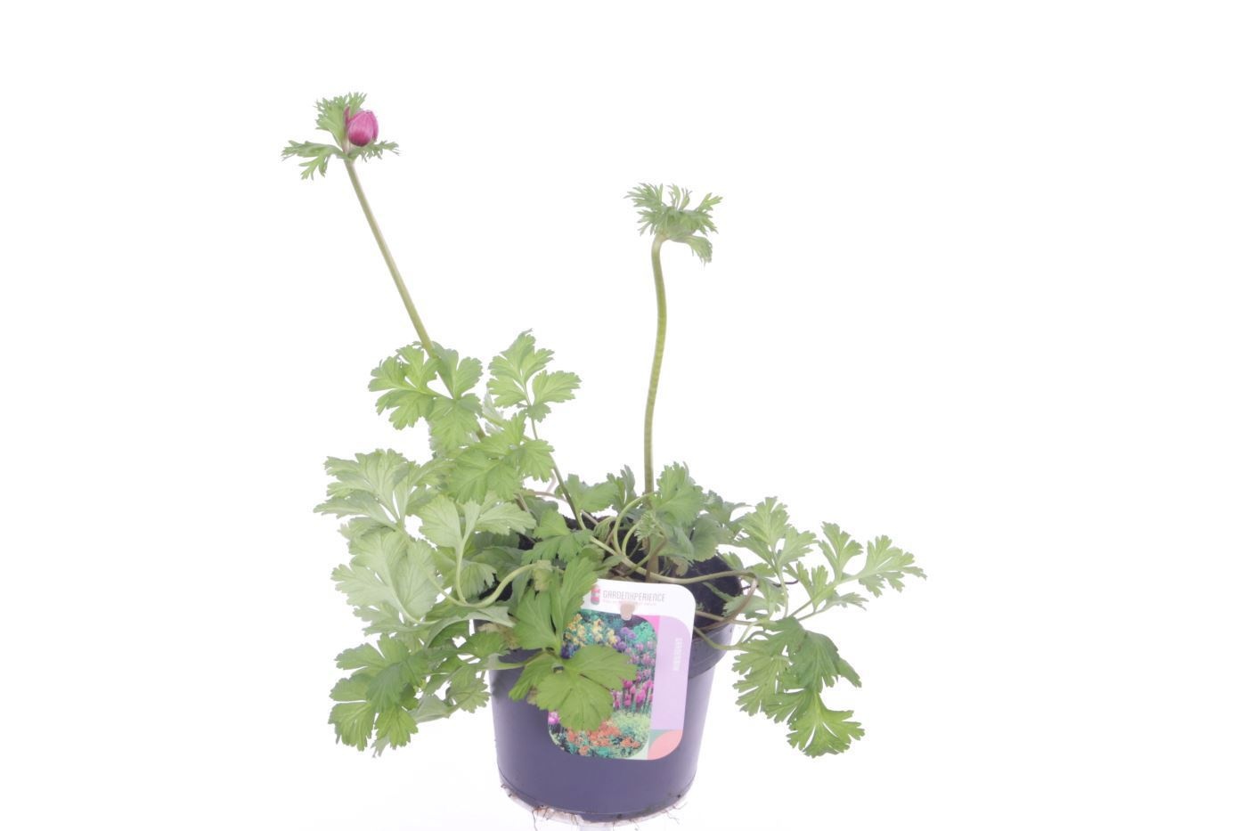 Anemone coronaria Animo Double Pink, D 13