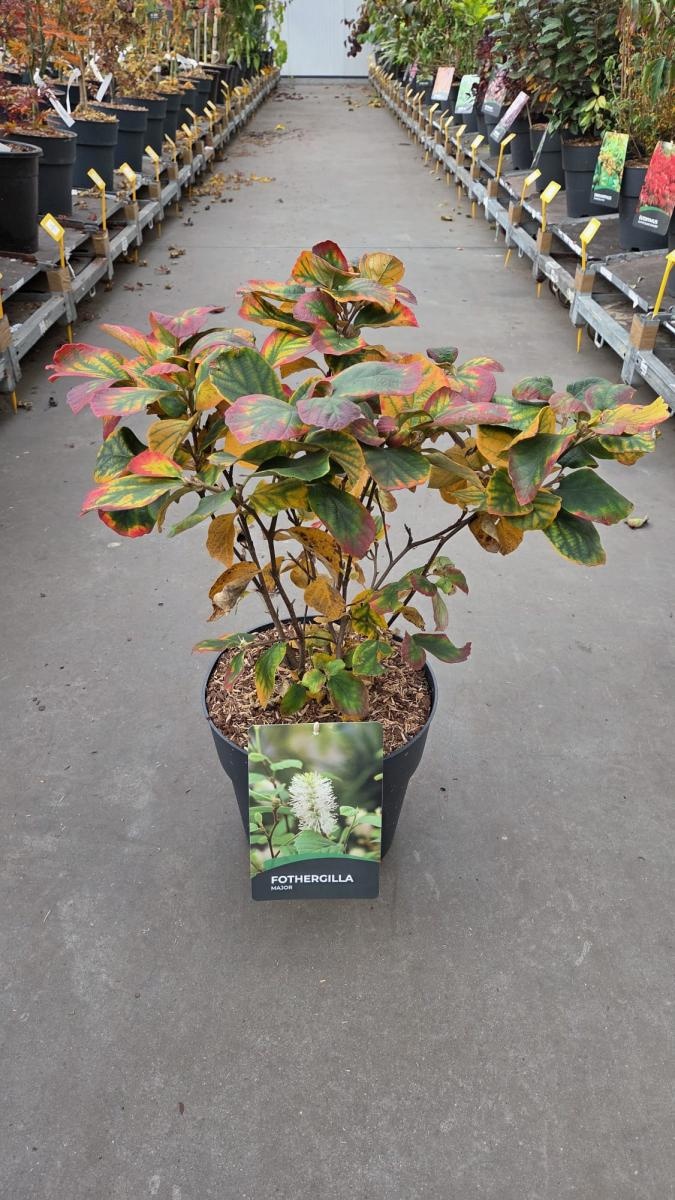 Fothergilla major, D 29