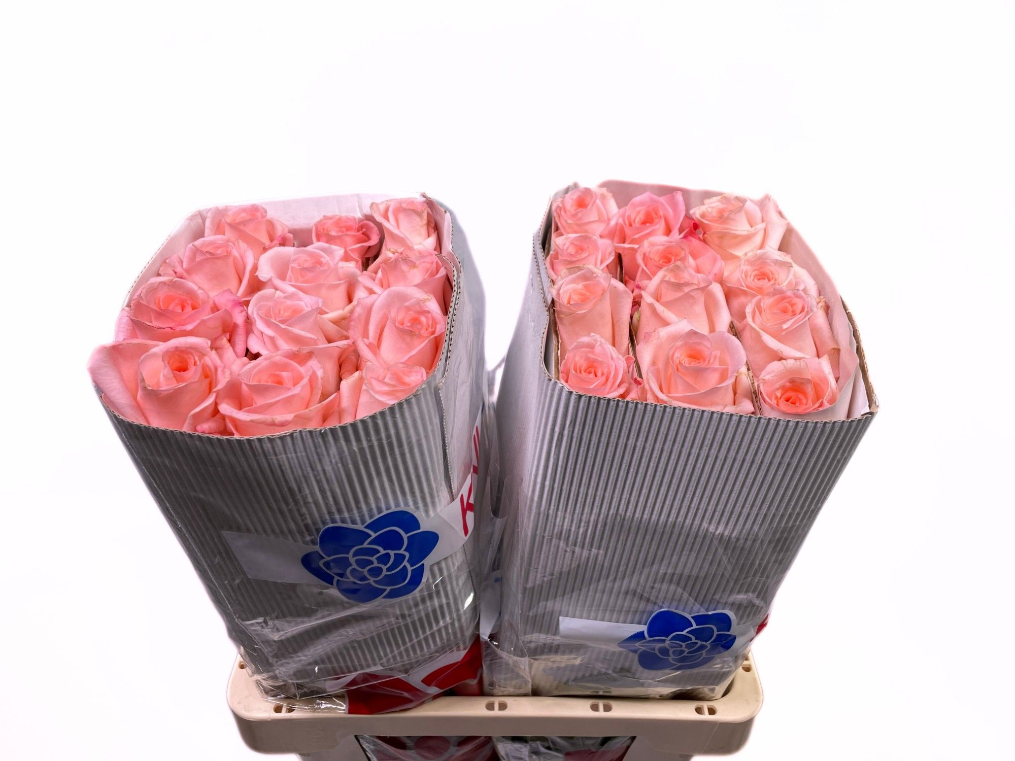 Роза од. Энгейджмент 60, шт.