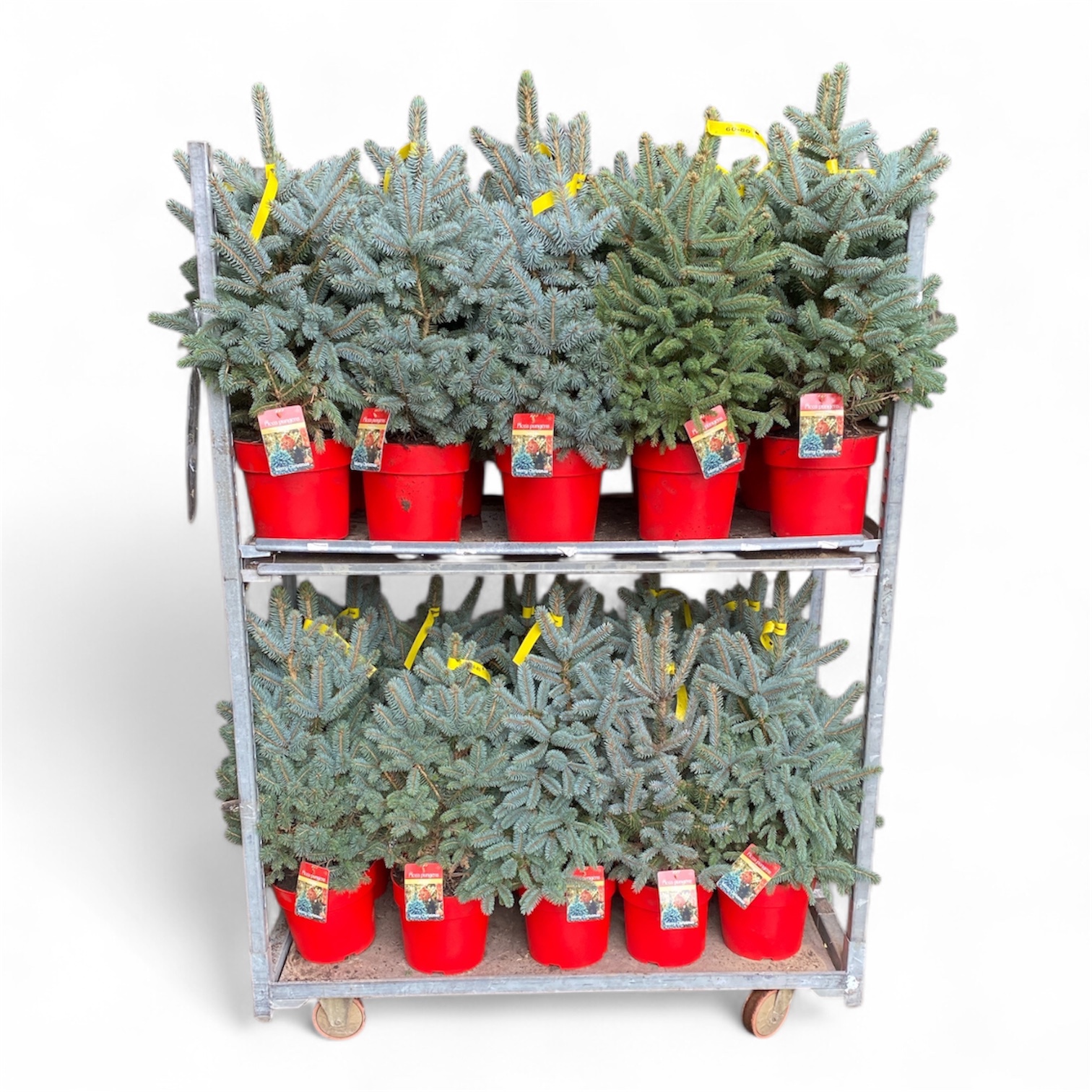 KAR: Picea pung. 'Super Blue' 60-80 cm (80-100) c7/p24 Rode Pot, D 24 cm