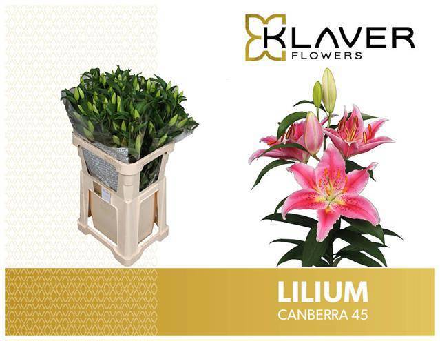 Лилия Канберра 75, шт.