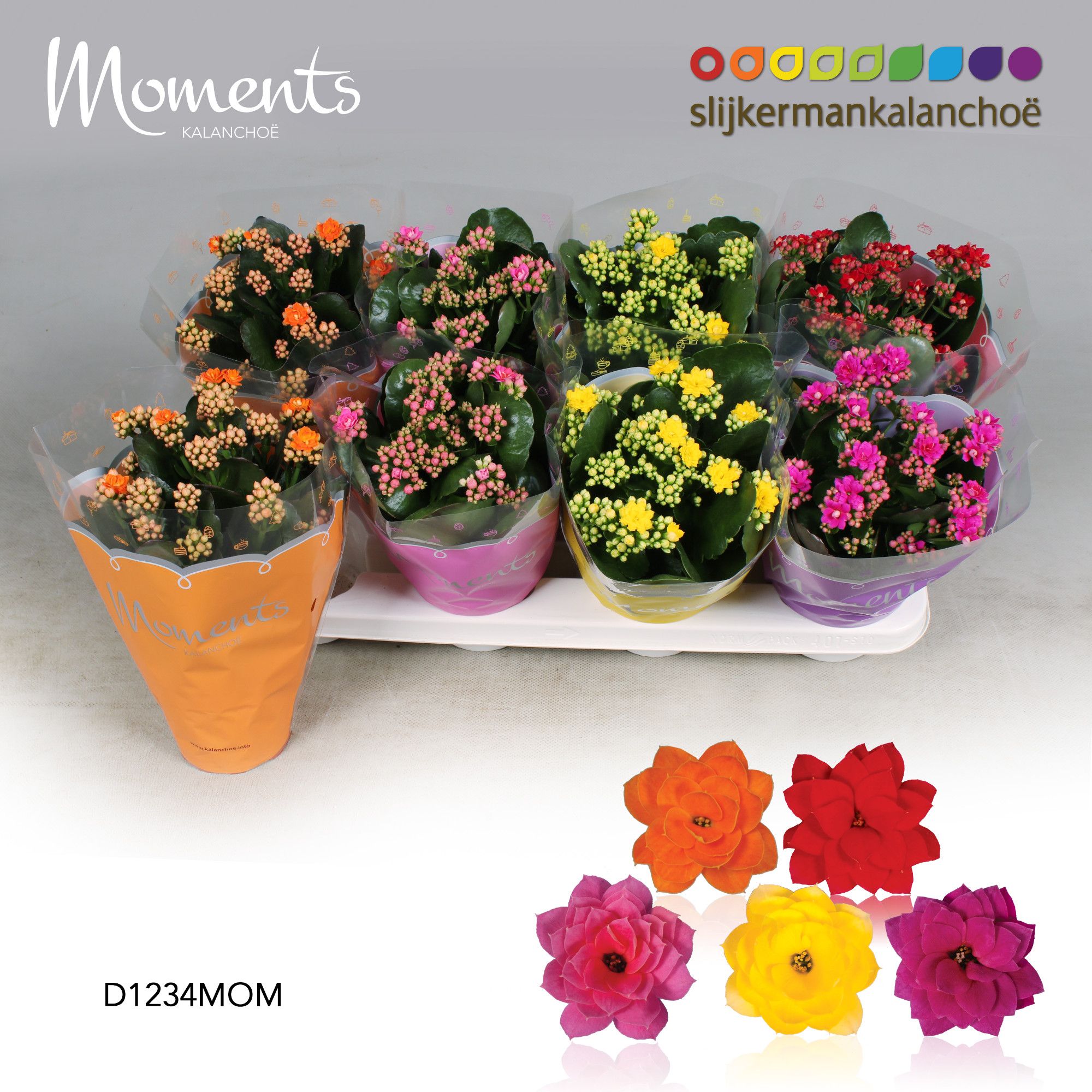 Kalanchoe Moments - 4 Colors Mix, D 12