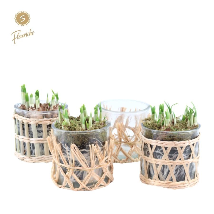 (3404) Narcissus Combi Glass and Willow [L] Mos, D 13 cm