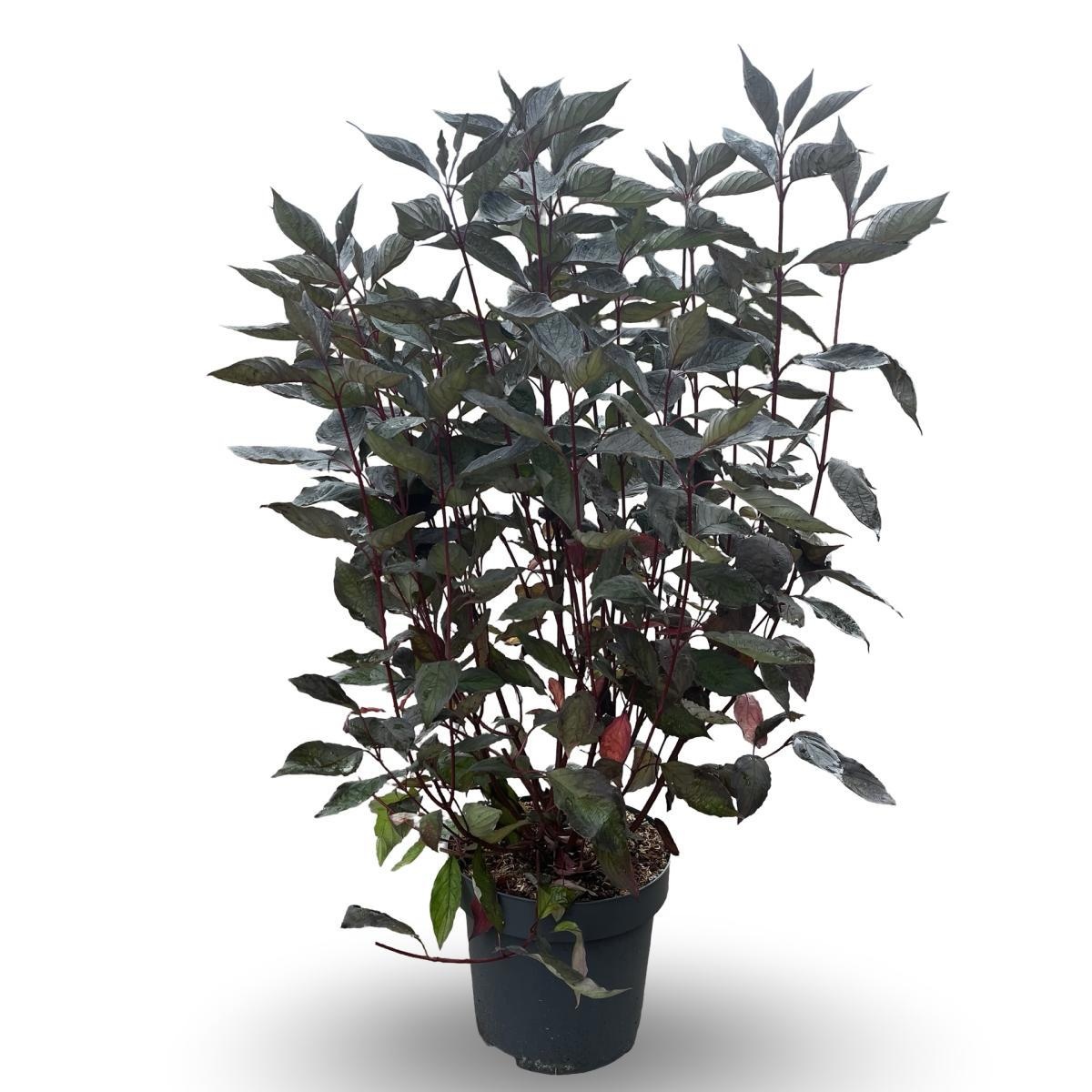 Cornus alba Nightfall, D 32