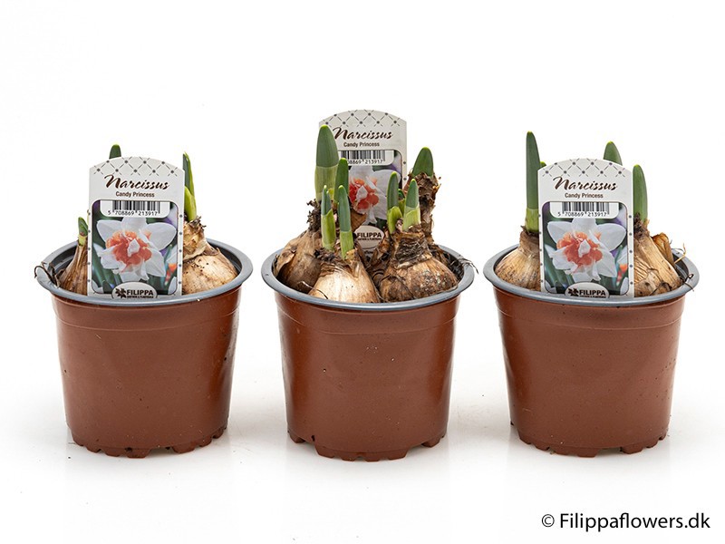 NARCISSUS INCOMPARABILIS 'Candy Princess', D 11
