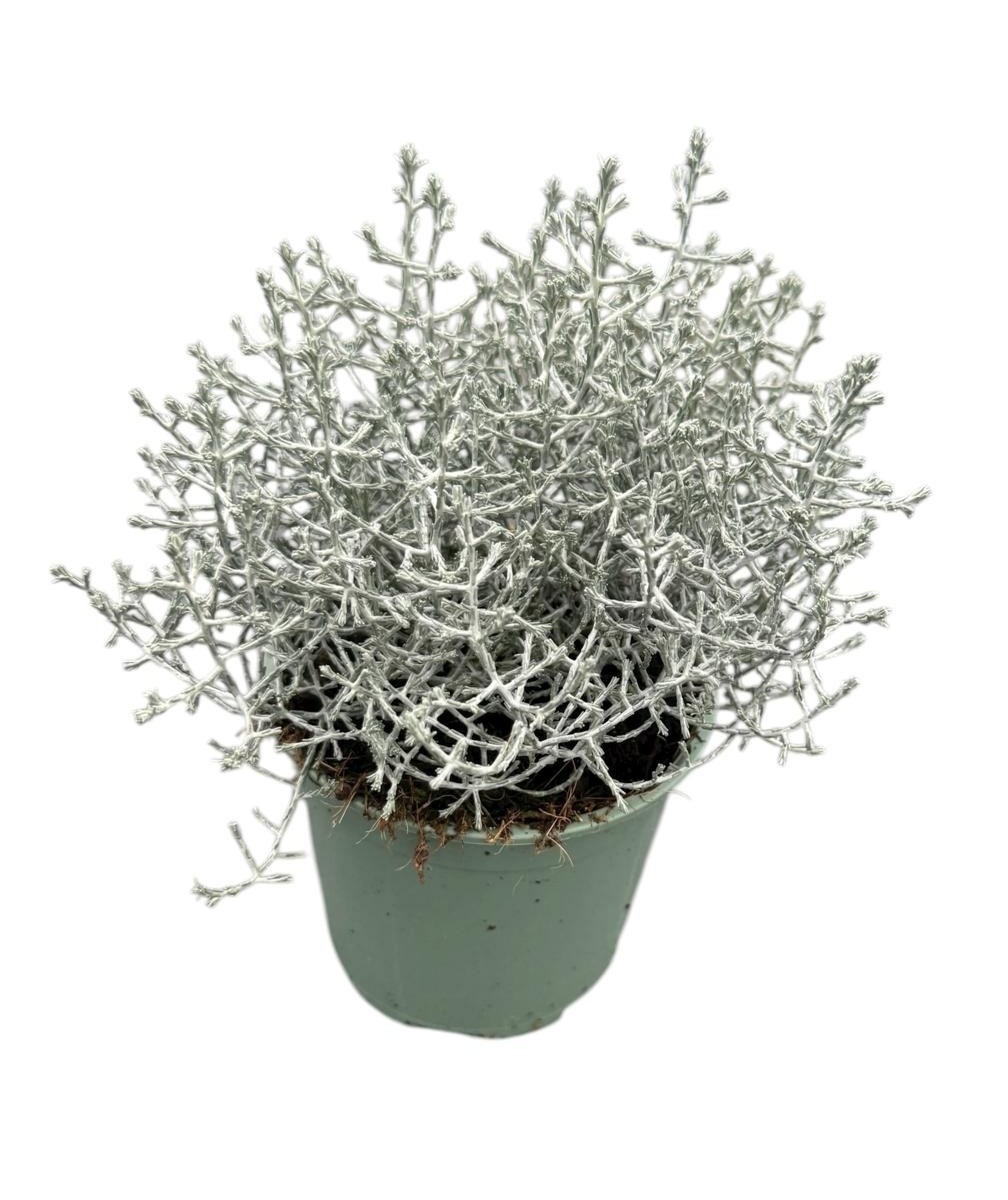 Calocephalus brownii, D 13