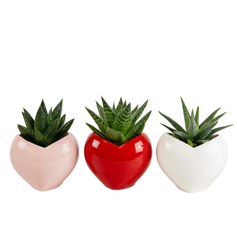 VALENTIJN CERAMIC 2026 SUCCULENTS MIX, D 6