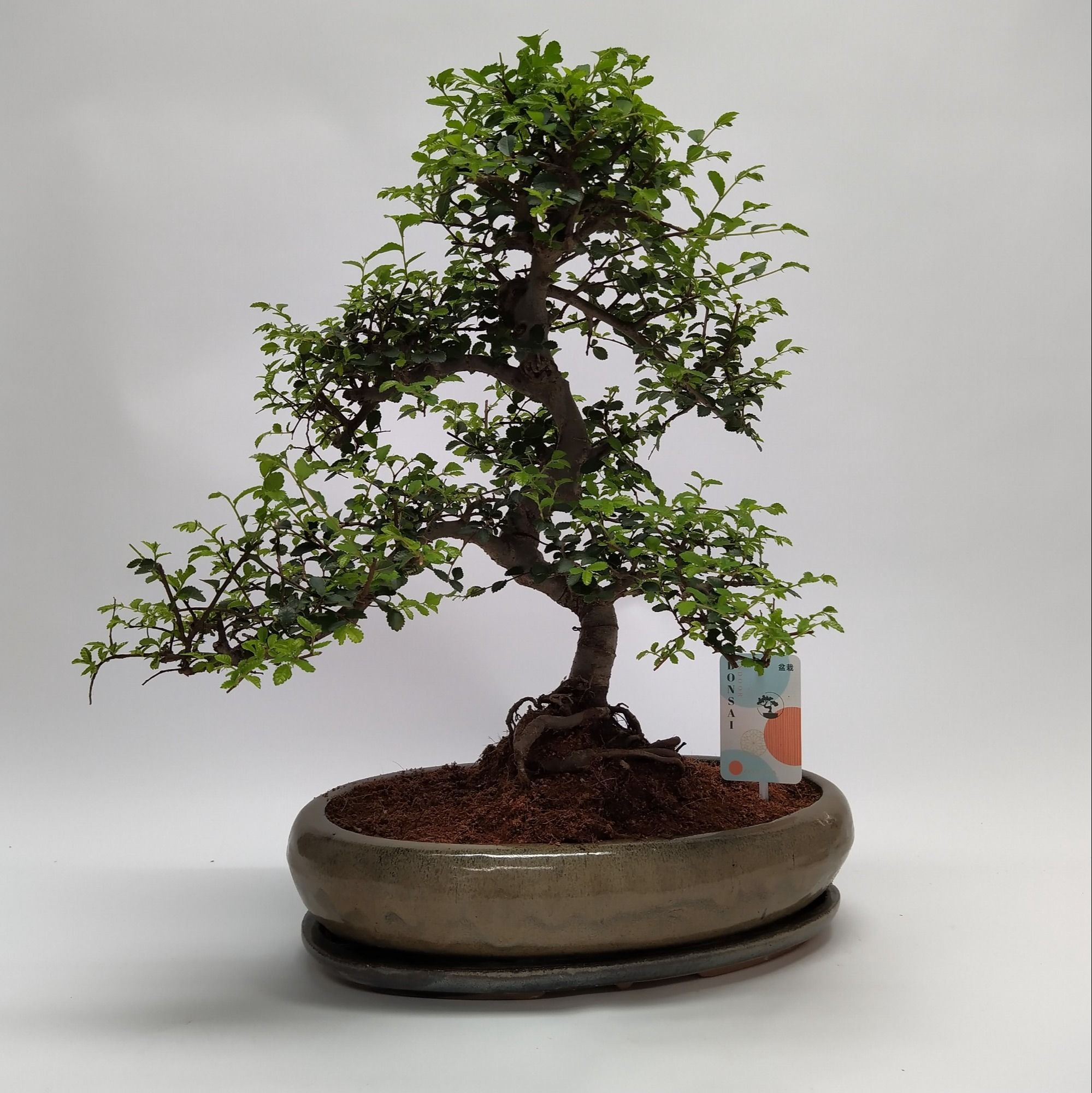 Zelkova S-shape Bonsai 'Oval' 35 cm, D 35