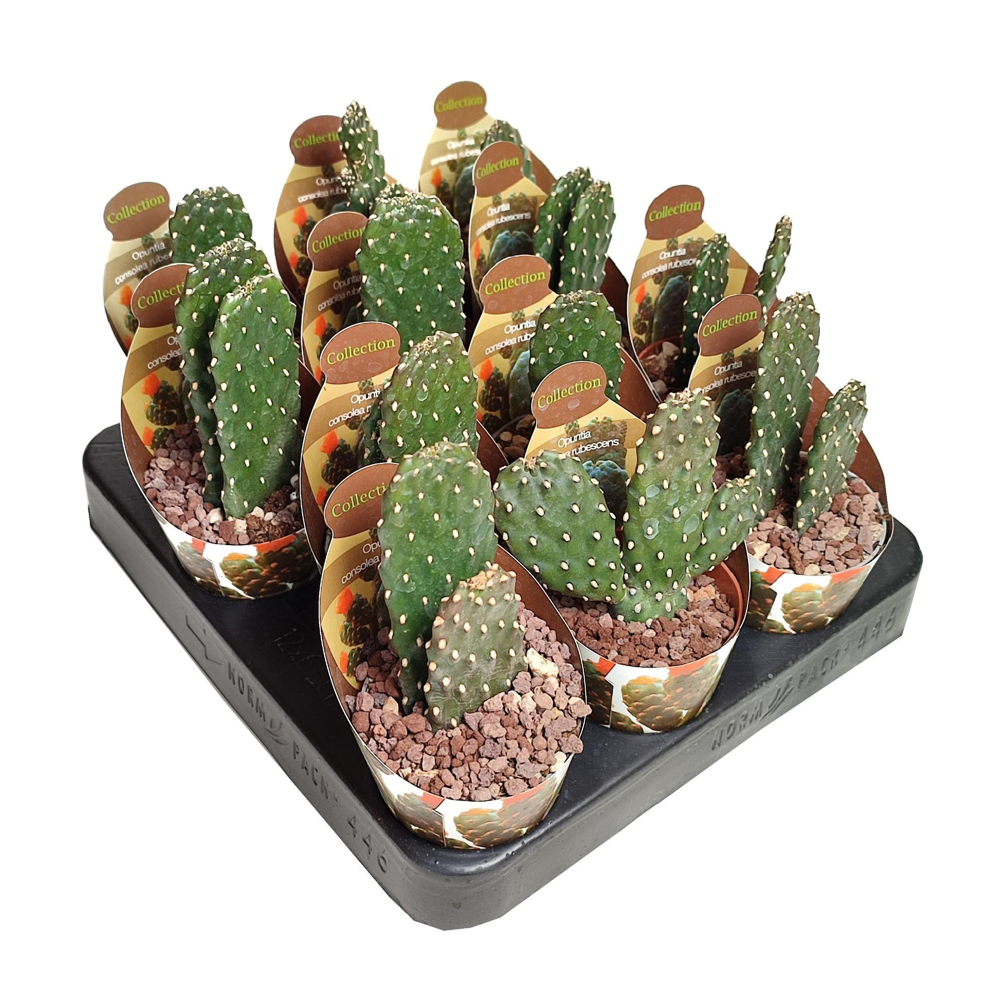 OPUNTIA CONSOLEA RUBESCENS - POT Ø 6,5 - COLLECTION WITH POTCOVER (CACTUS), D 6,5