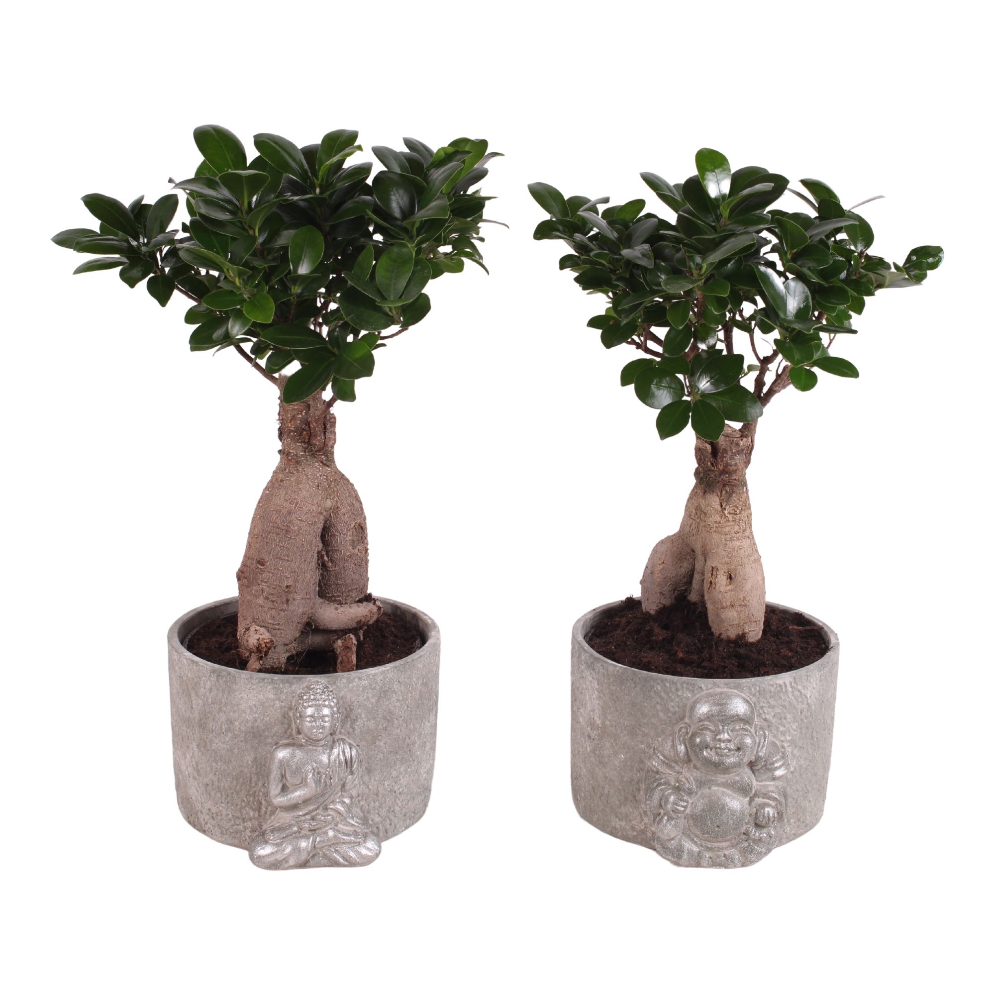 Ficus m. Ginseng Pot Ø15cm in Ø18cm Ceramic Silver Buddha, D 18