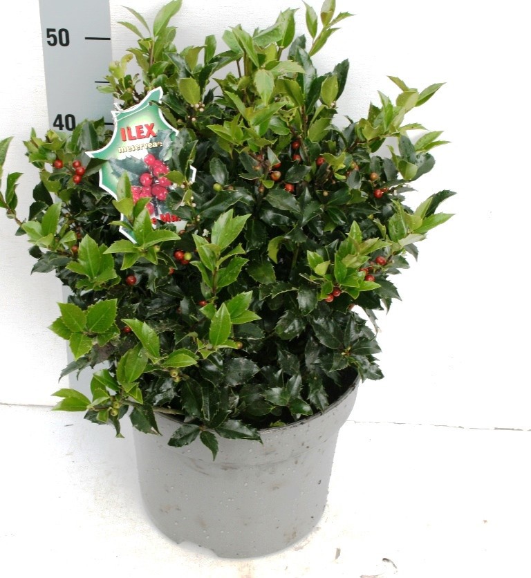 Ilex mes. 'Blue Maid' BES, D 28 cm