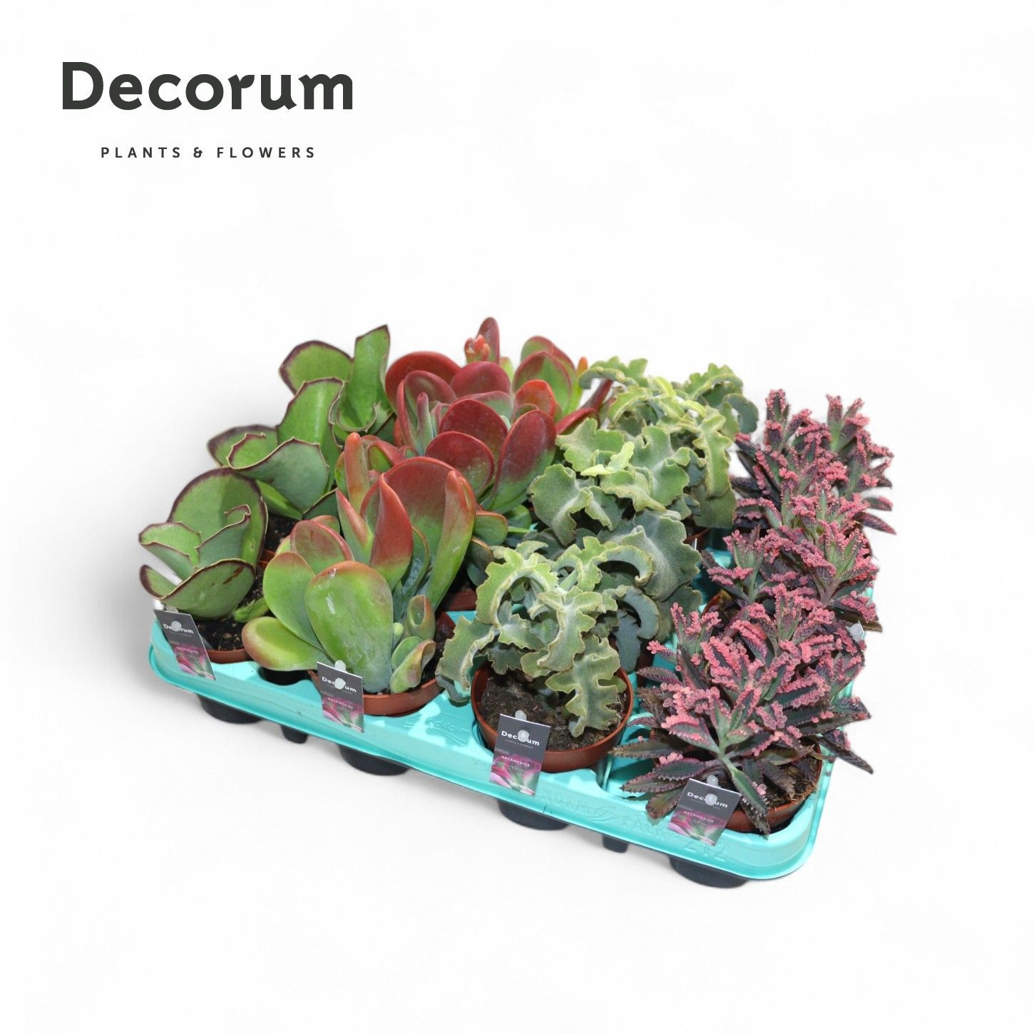 Kalanchoe Mix (Decorum), D 8,5