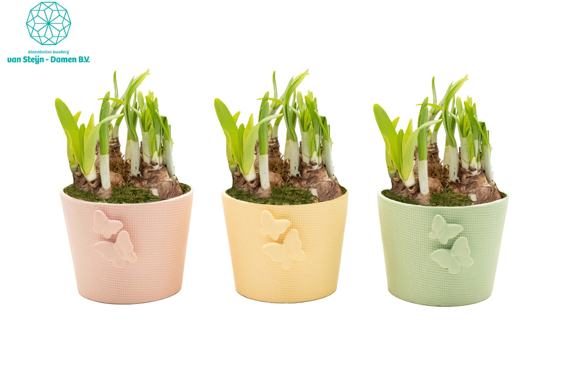 Narcissus 'Wing & Bloom' (Without Moss), D 13