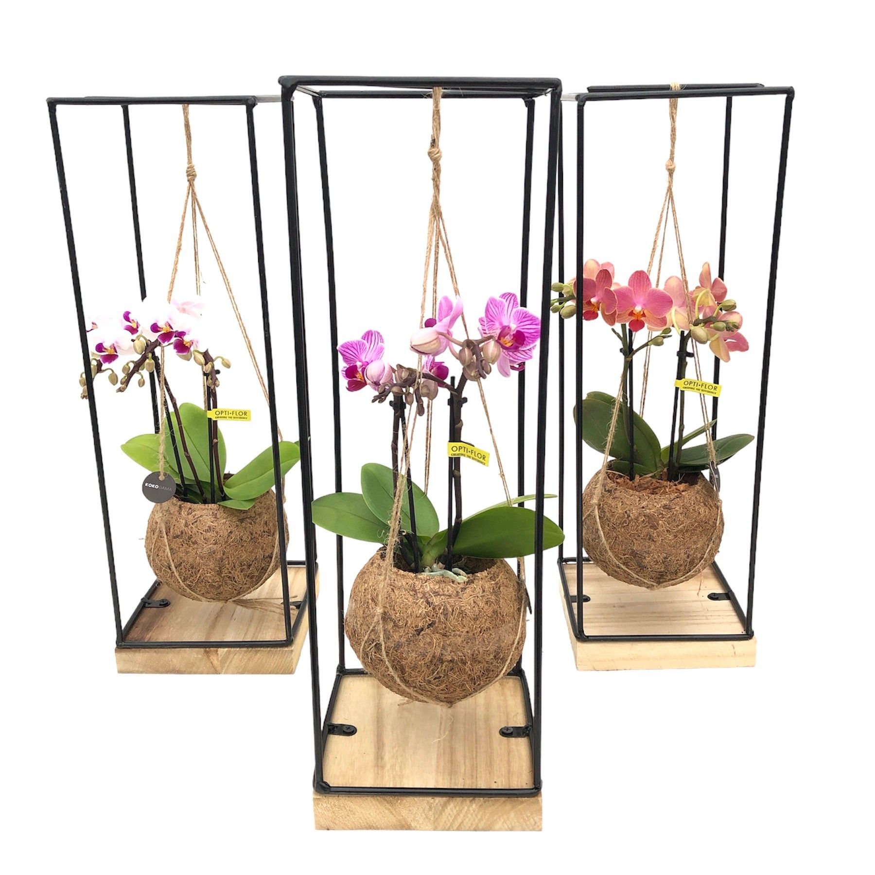Kokodama 15 cm Industrial Wood Frame Orchidee 2 Tak, D 15