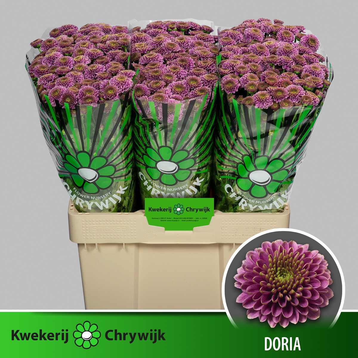 Сантини Дориа, шт.