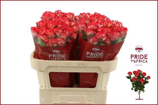 Роза куст. Саммер Дэнс 70, шт.