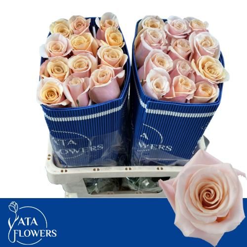 Роза од. Мазе Оф Перл 60, шт.