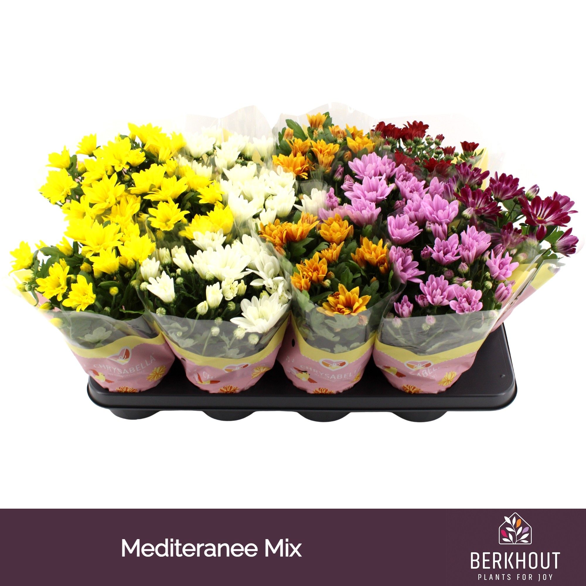 Chrysant Mediteranee mix, D 12