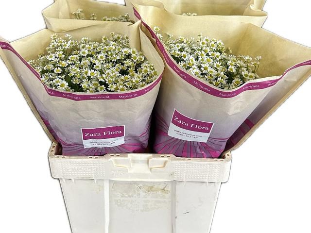 Танацетум Сингл Вегмо 60 (бел.), шт.