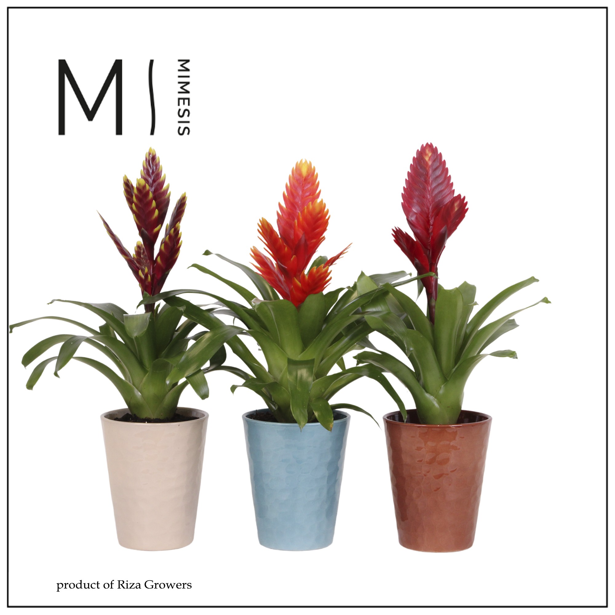 Vriesea Stylish - 13cm in Faro | Mimesis, D 13