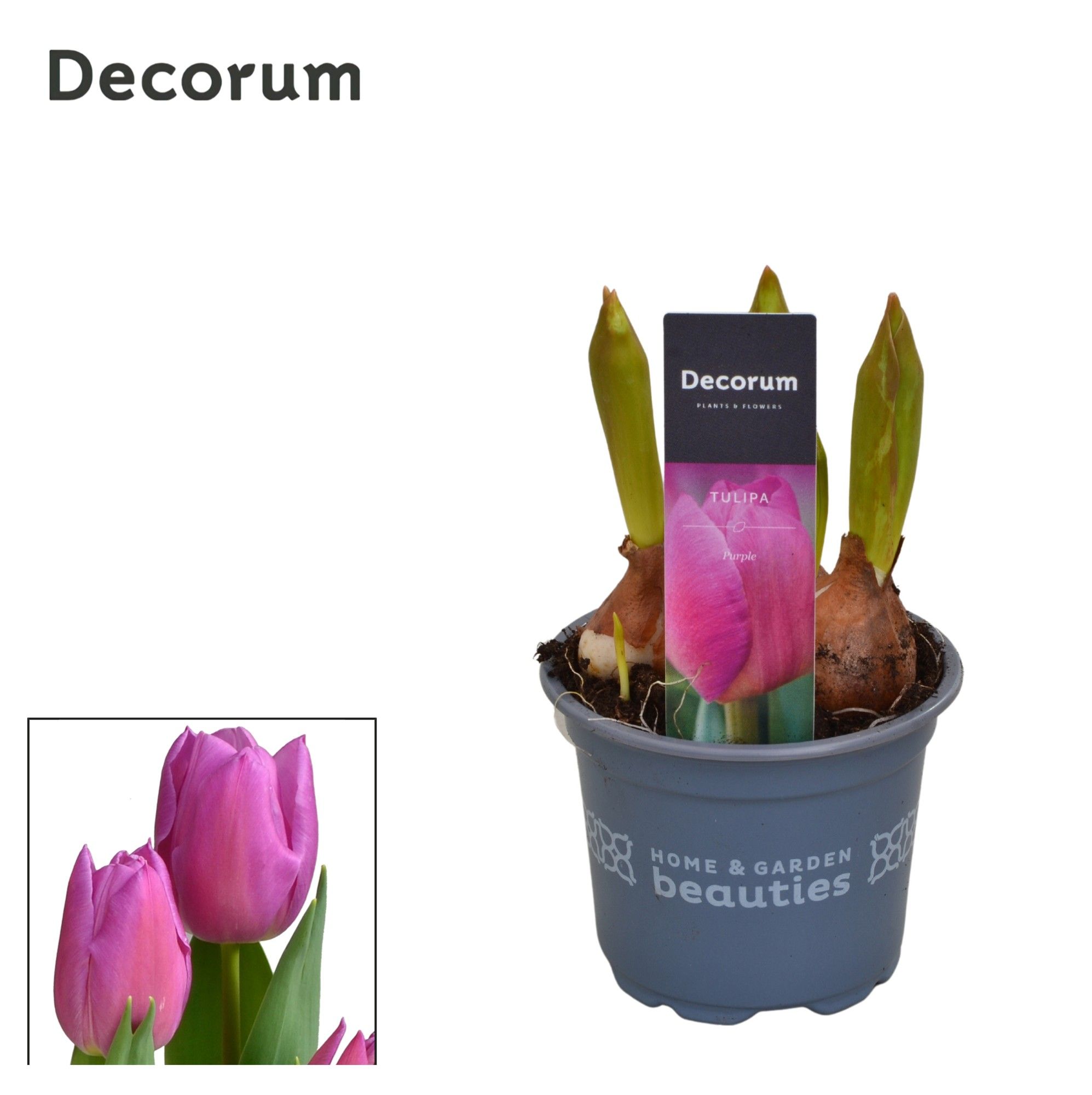 Tulp Marein, D 9