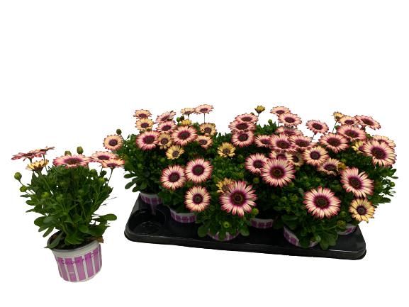 Osteospermum Picasso, D 10,5
