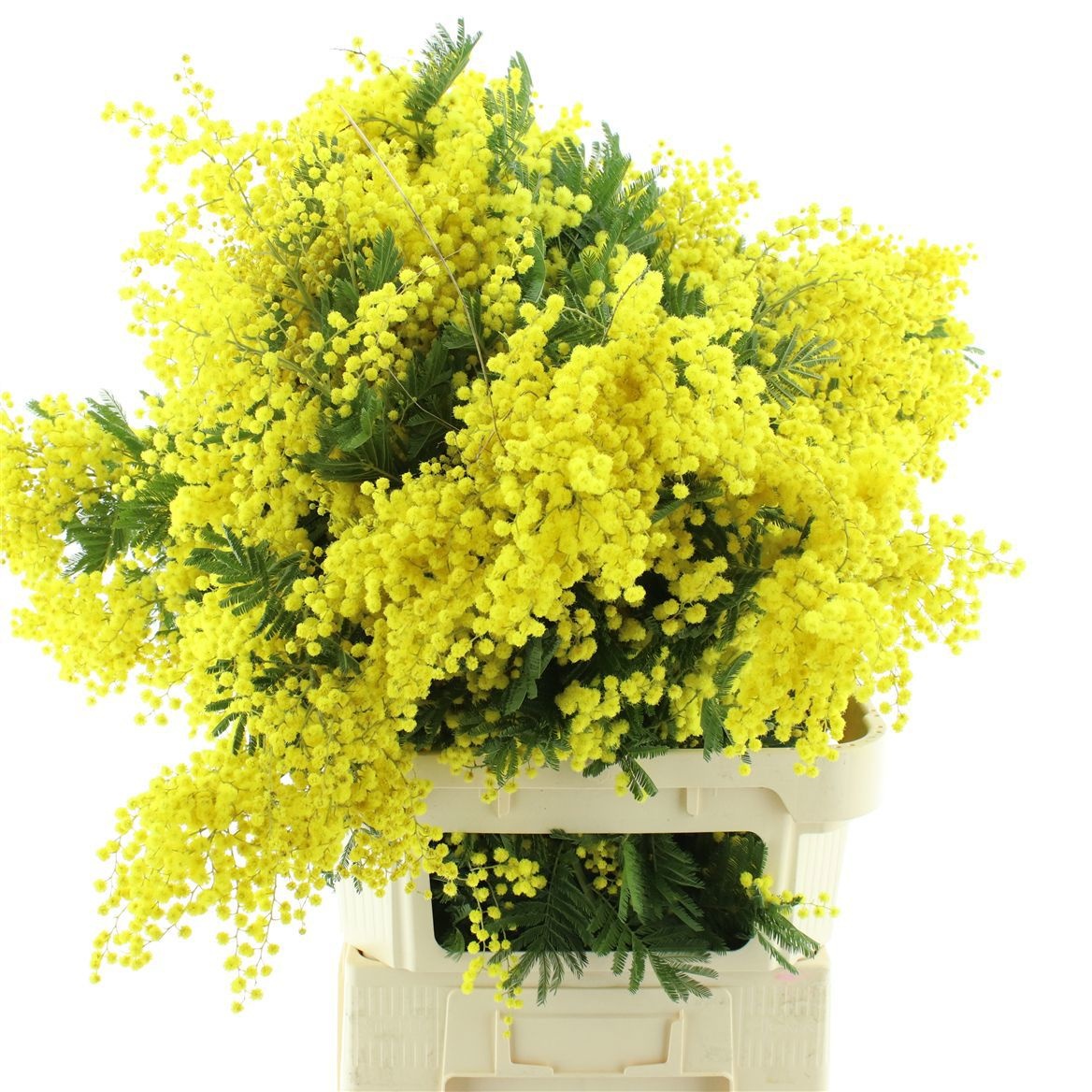 Мимоза Балеана за пучок 100, пуч.