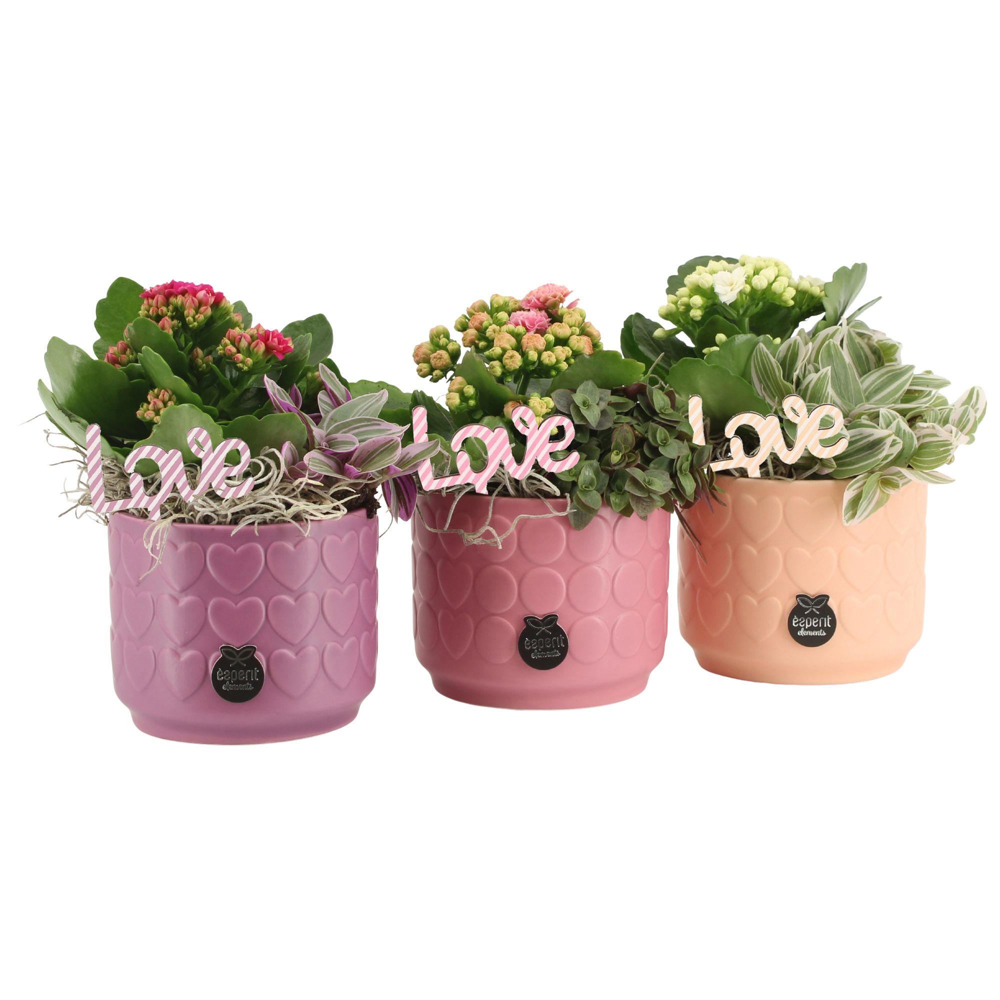 21617: Lovess arrangement, D 10,5