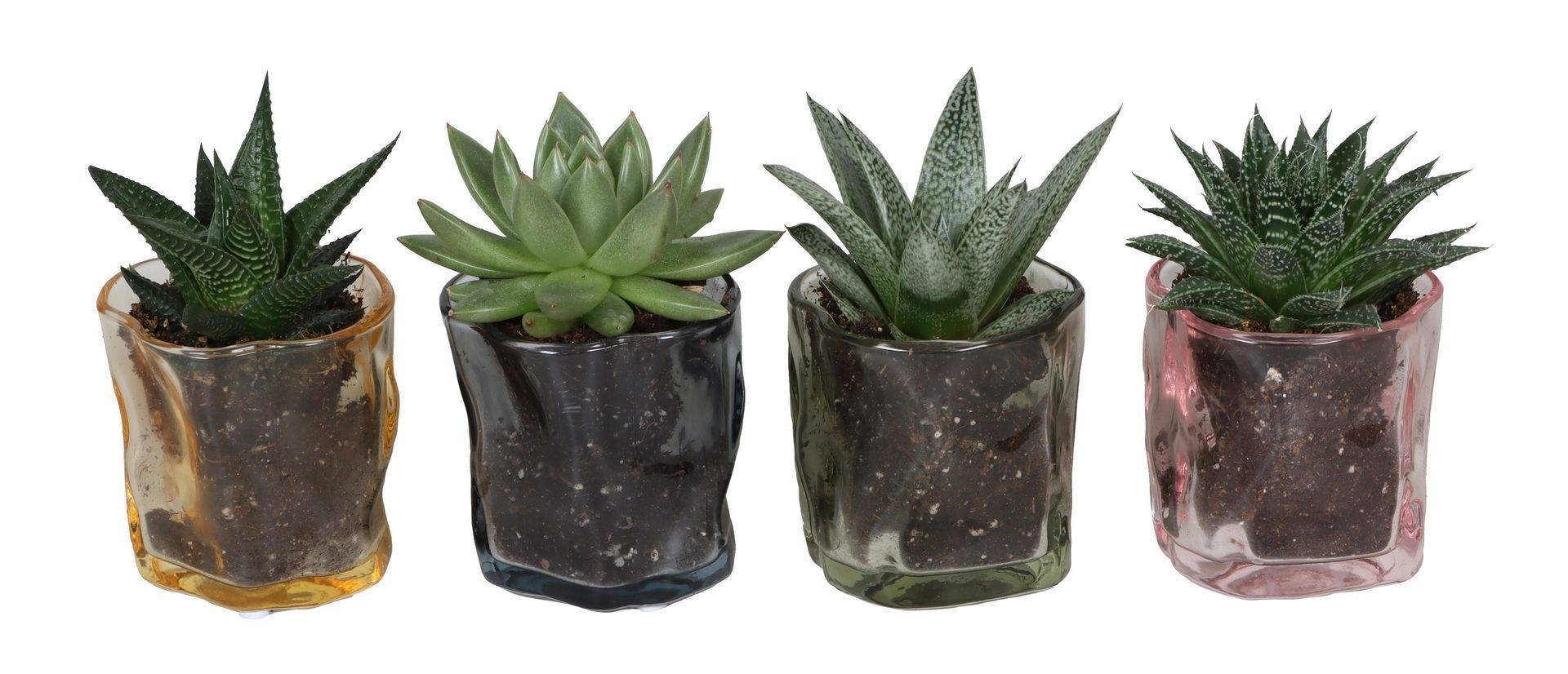 L 67400 With Succulent Mix 6 cm, D 6