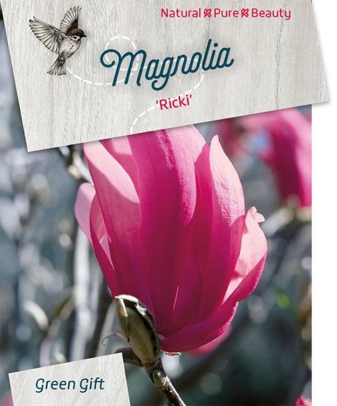 Magnolia 'Ricki', D 23