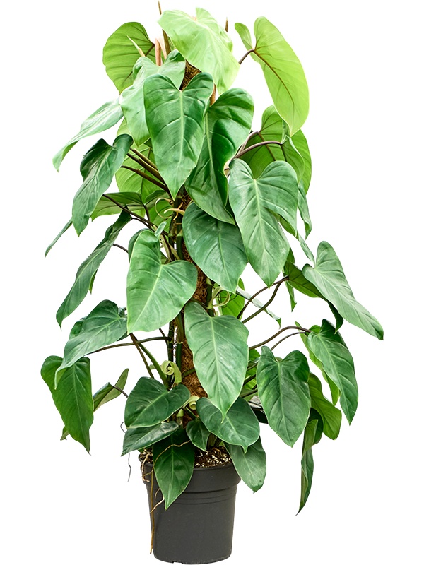 Philodendron ?Emerald Queen?, D 24