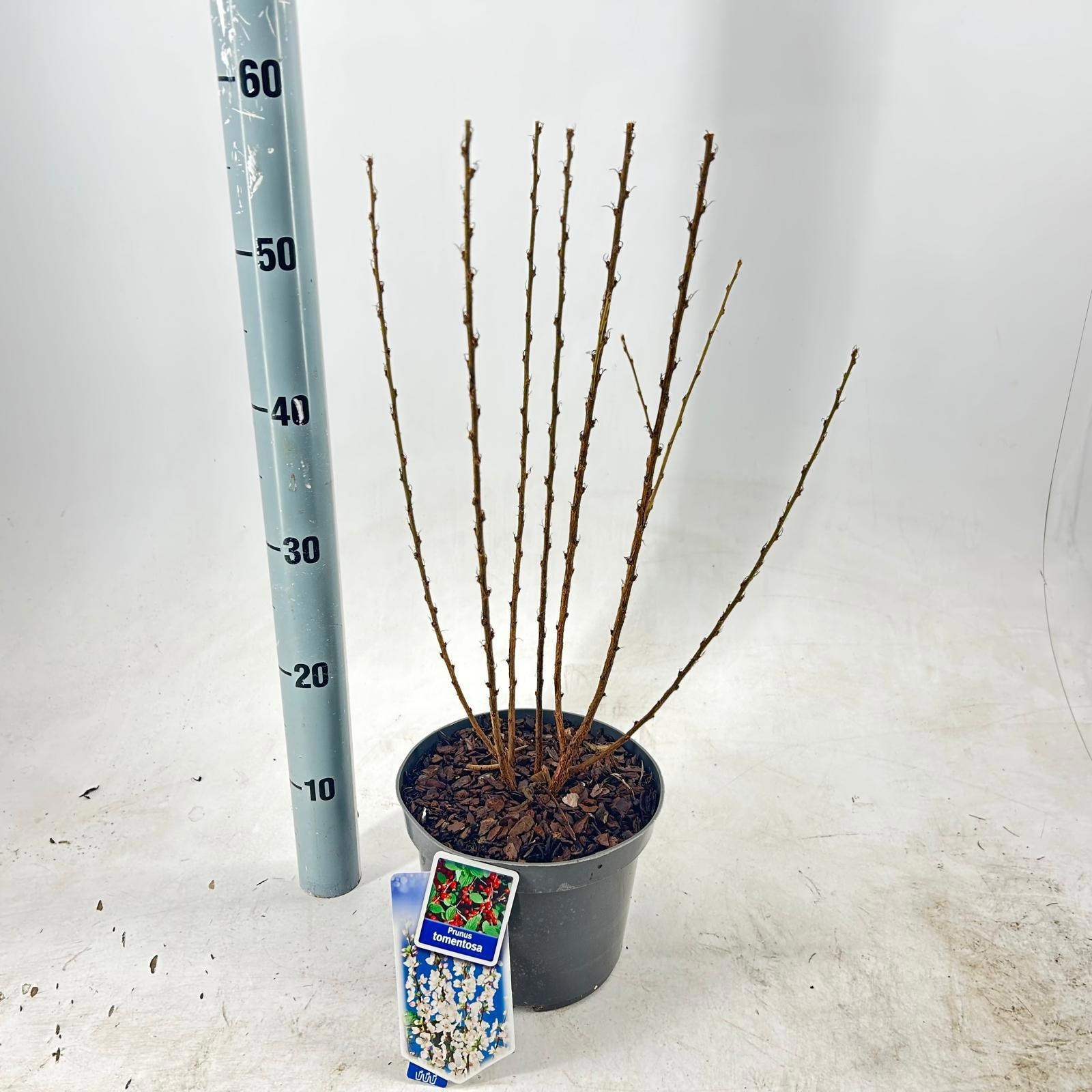 Prunus tomentosa, D 19