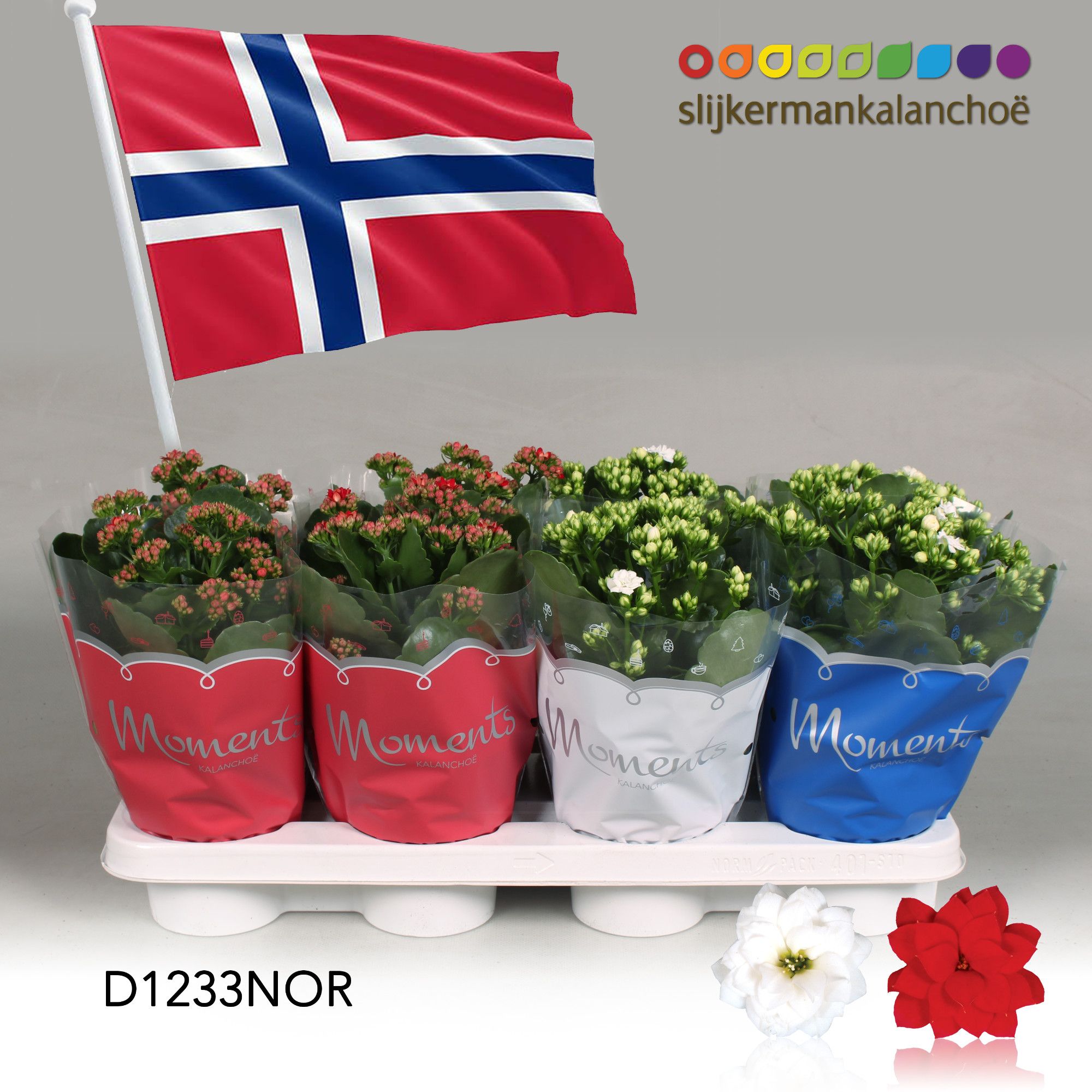 Kalanchoe Moments - Norway flag, D 12