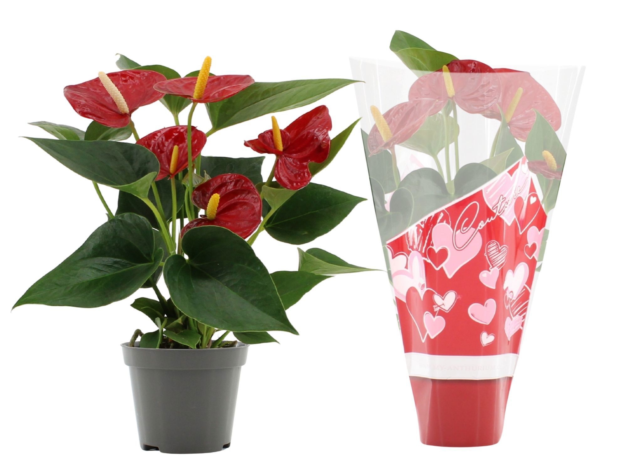 Anthurium Diamond Red in Couture heart sleeve, D 9 cm