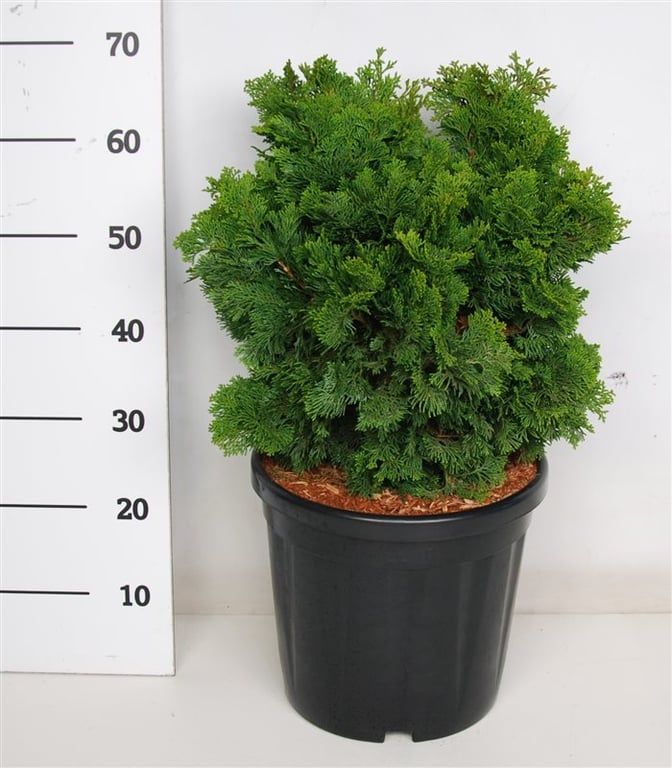 Chamaecyparis o. 'Nana Gracilis', D 38