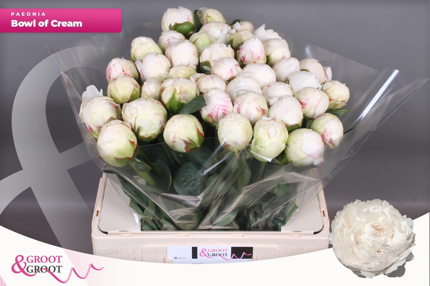 Пион Боул Оф Крим 60, шт.