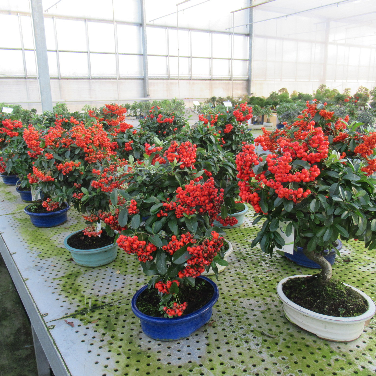 Pyracantha angustifolia, pot 20cm., D 20