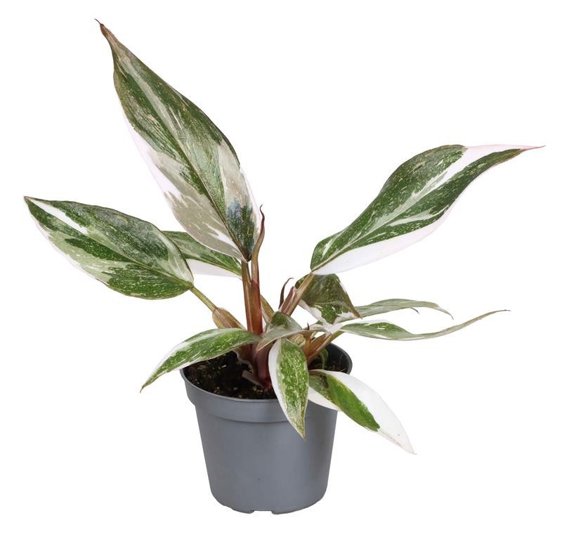 PHILODENDRON-HYBRID 'RED ANDERSON', D 6 cm