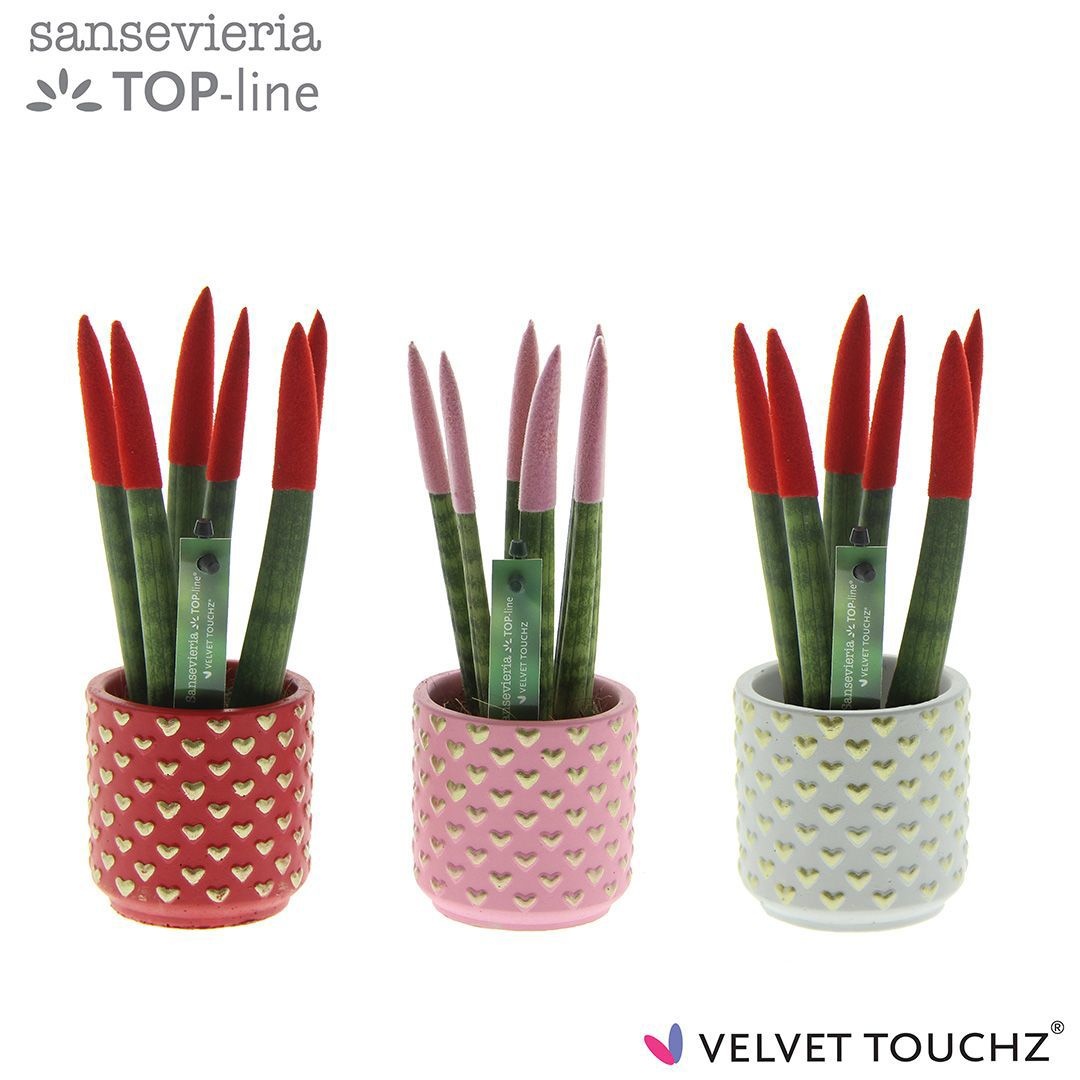 Sansevieria VELVET TOUCHZ® Liefde mix in pot Kaya, D 6