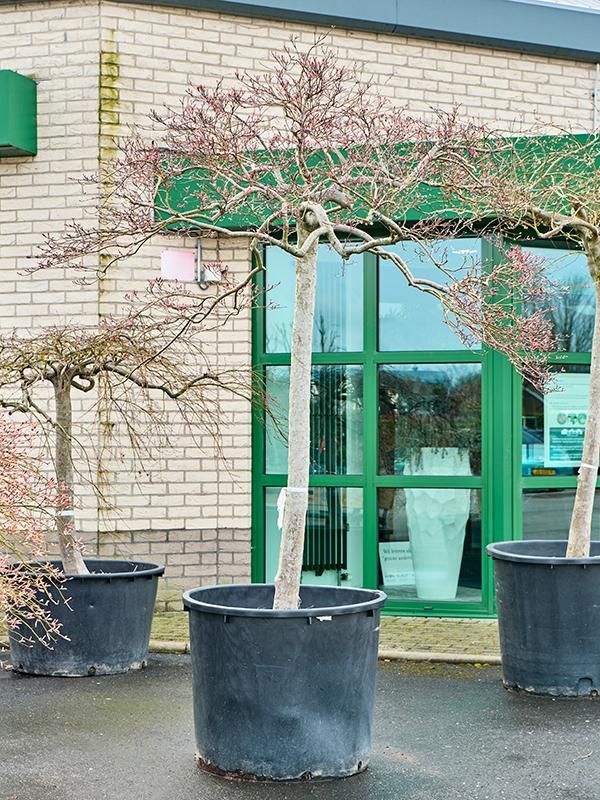 Acer pal. diss. 'Garnet', D 90