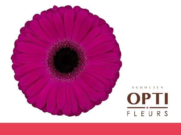 Гербера Аладин, шт. Гербера Аладин, шт.