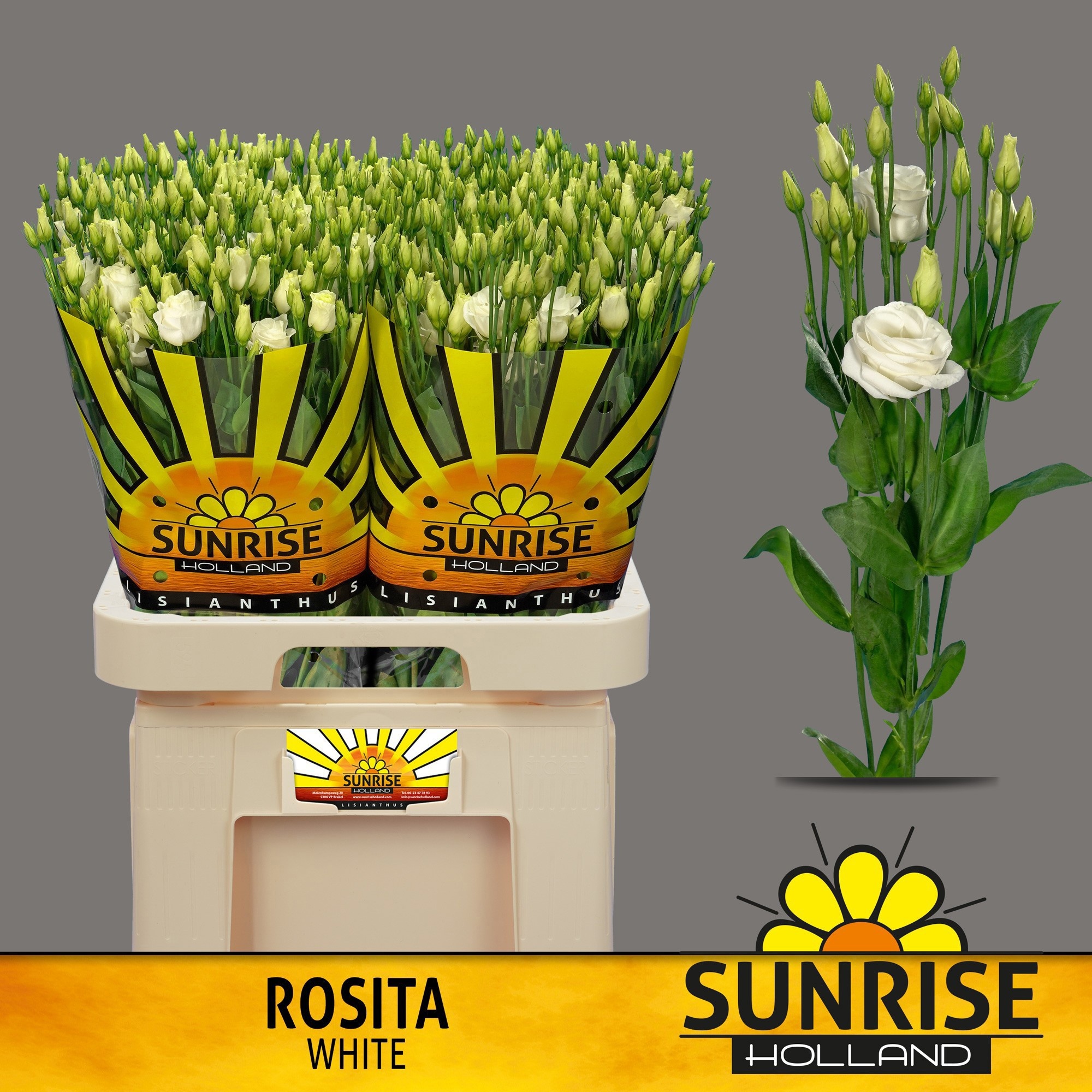 Эустома Розита Вайт 70 (бел.), шт.