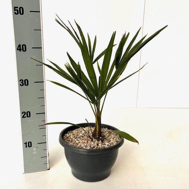 Trachycarpus fortunei C3.0 30/40, D 19