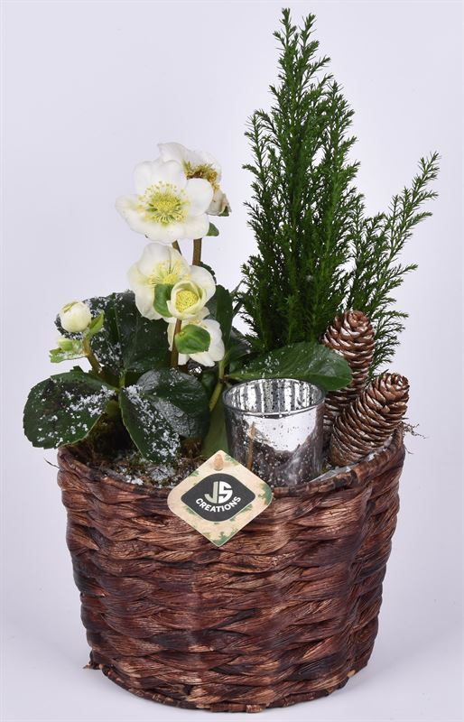 Mais mand bruin 20cm, D 20 cm